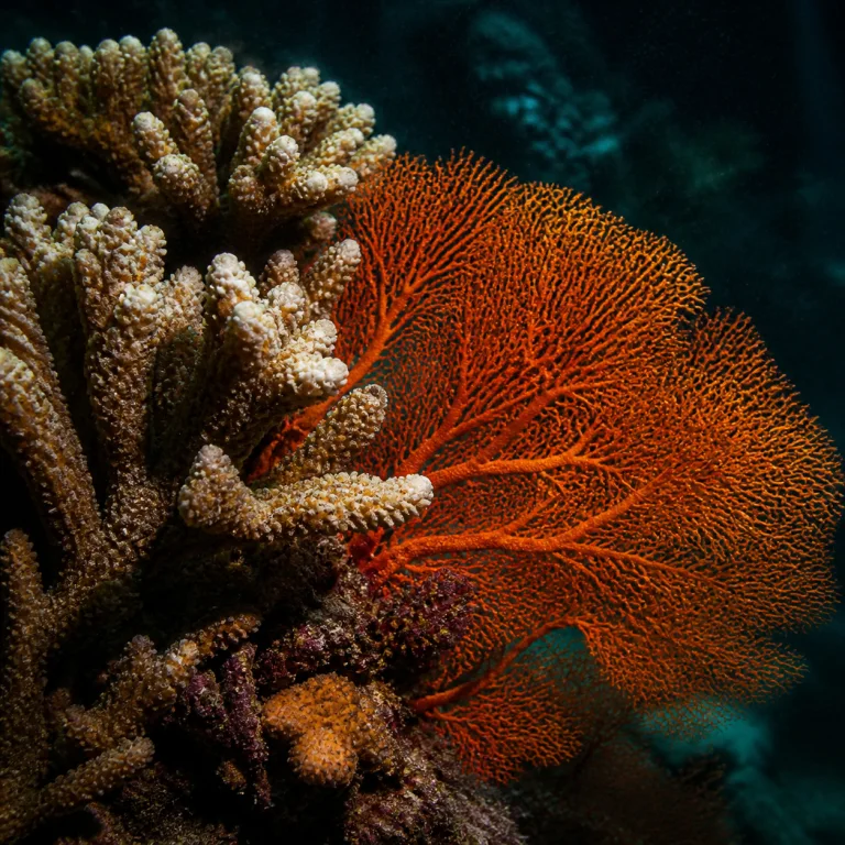 Coral fan